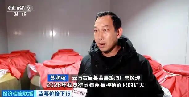 蓝莓价格大跳水了 “按桶论斤”卖成新趋势