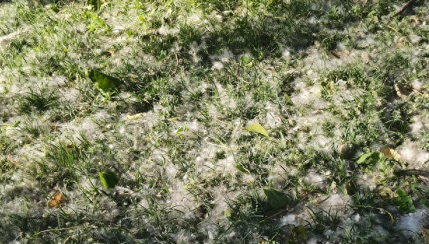 长春街头已出现大量飞絮，这波“四月雪”你怕了吗？