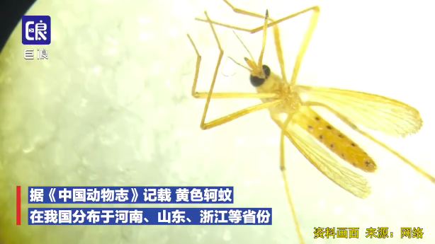 辽宁捕获4只金色蚊子 “黄金蚊子”系黄色轲蚊