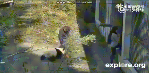 饲养员张鑫虐待大熊猫？官方调查处理结果声明来了