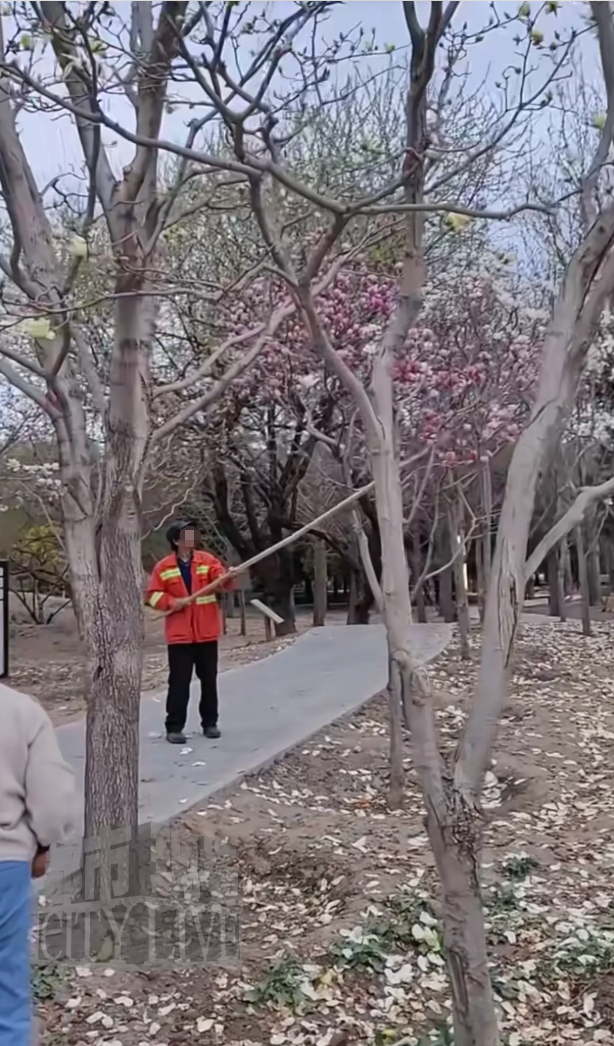公园回应工作人员用竹竿打落花朵 误操作引发游客不满