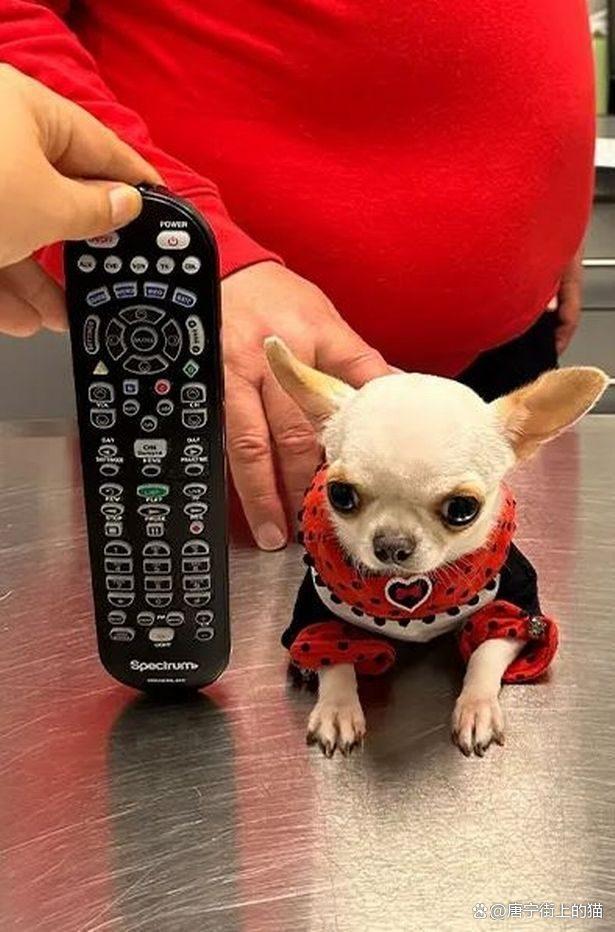 世界上最矮的狗 和“1美元钞票”差不多高 体重只有1斤！太震惊了！