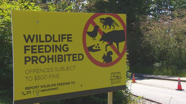 温哥华夫妇公园喂动物被捕 罚金超六万! 留下的垃圾也算