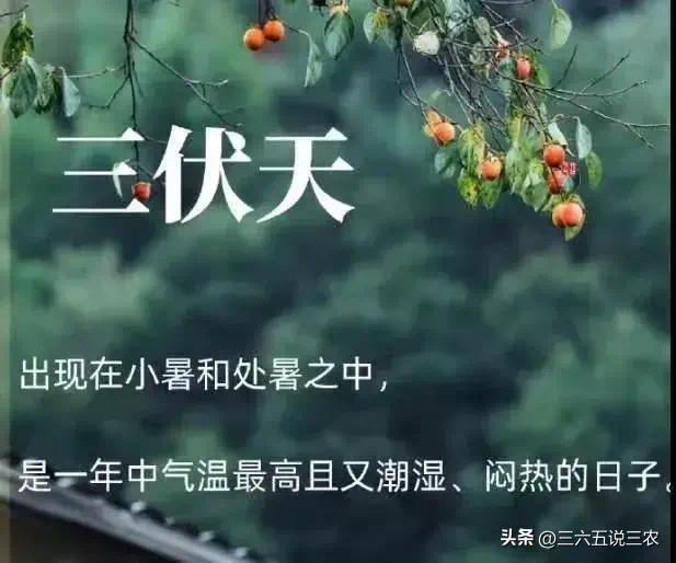 “公伏热死牛，母伏凉嗖嗖”，今年三伏天是公是母？