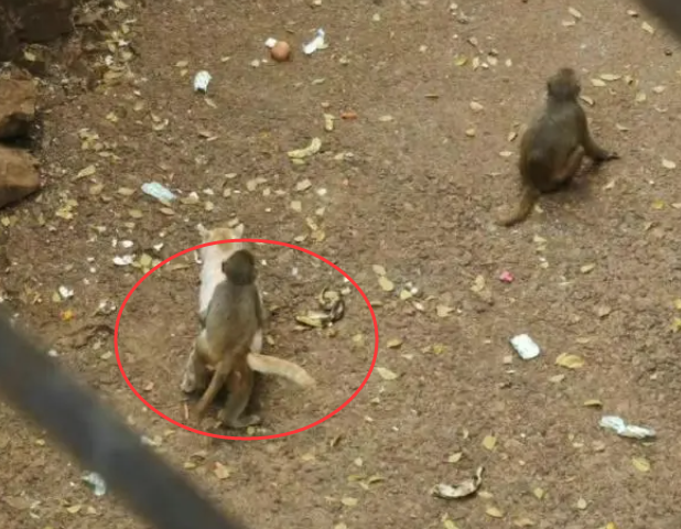 昆明动物园通报猴猫共处 猴子虐猫