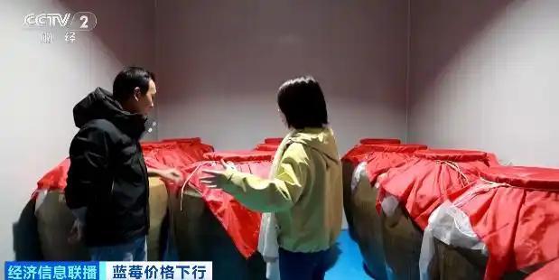 蓝莓价格大跳水了 “按桶论斤”卖成新趋势