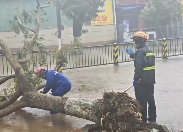 麦德姆登陆 狂风暴雨中树木猛摇 多地受灾严重