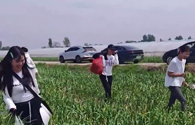 一蒜地近百亩蒜薹免费抽,蒜地秒变景点!