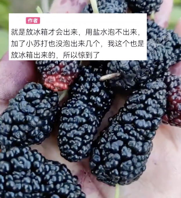 女子稱桑葚放冰箱第2天爬出巨多蟲子