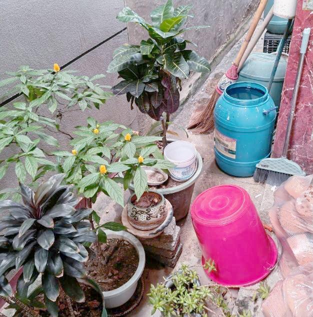 如何控制和消滅花斑蚊 清除積水隱患