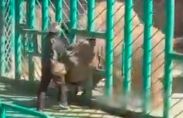 小象捡香蕉被卡头，园方回应及围栏改造措施