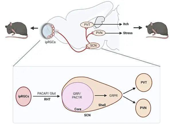 華人科學(xué)家揭秘人體為何會(huì)癢 獨(dú)立于痛覺的生存密碼