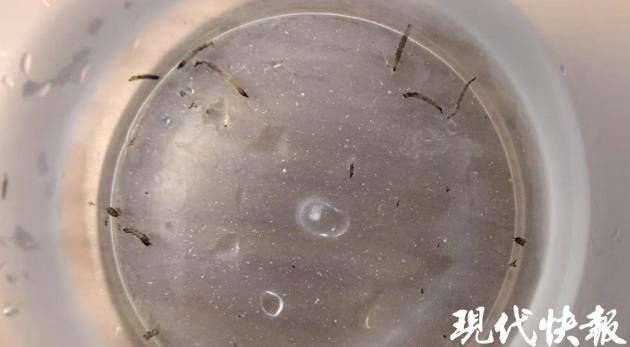 8歲女童持續(xù)嘔吐活蟲一個多月