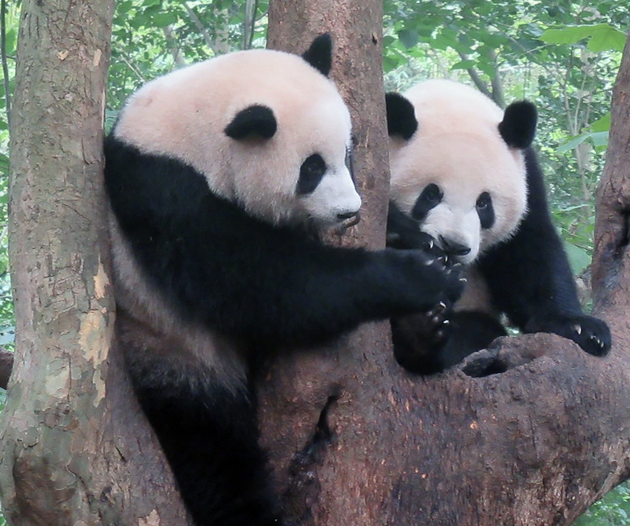 中方欢迎日本民众来中国看大熊猫 共续熊猫情缘