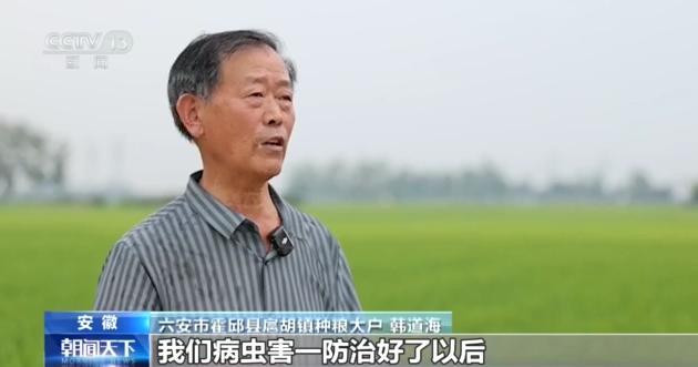 全国夏播粮食进度近八成 多地精准施策稳产量