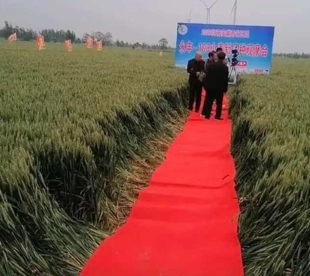 麥田“觀摩會”鋪紅毯被疑踩踏麥子 誰這么大的“排面”？