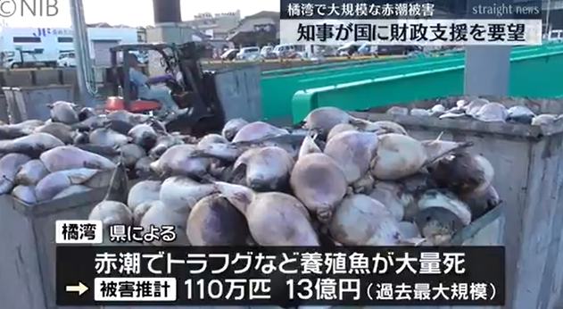 日本长崎县政府称养殖鱼死亡原因为赤潮大量有害浮游生物滋生