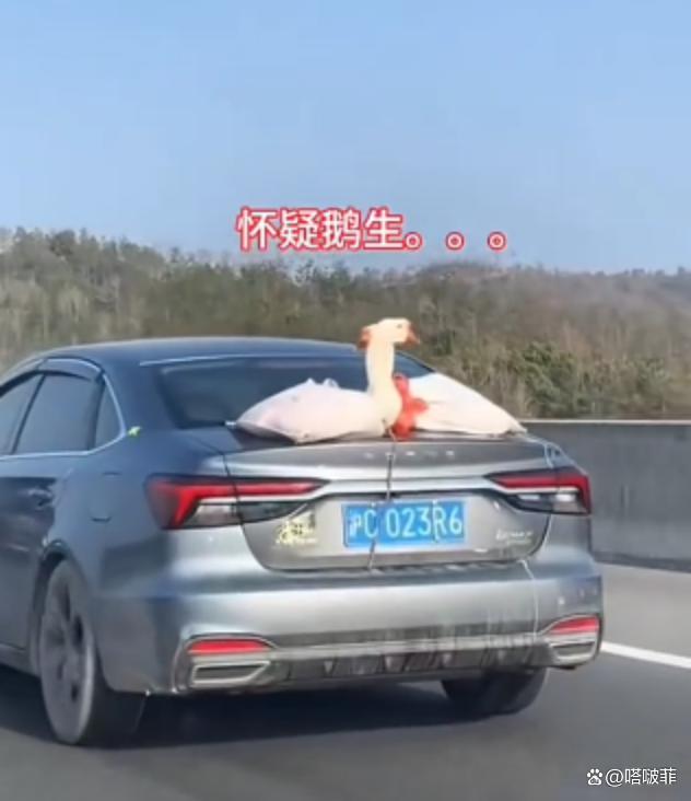 后备箱塞满父母的爱 移动的农家乐
