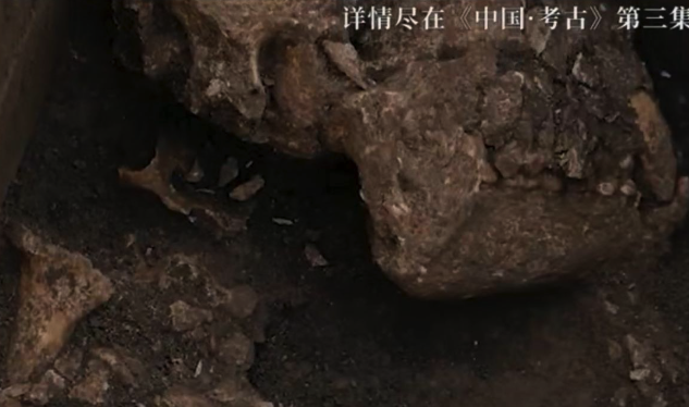 汉文帝霸陵殉葬坑出土大熊猫骨骼，2000多年前汉文帝用国宝大熊猫陪葬？