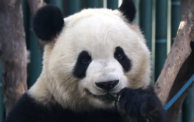 火出圈！北京动物园提醒有序参观萌兰 周边实行限时参观