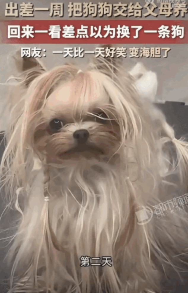 精致小狗放爸妈家一周大变样 从名媛到海胆
