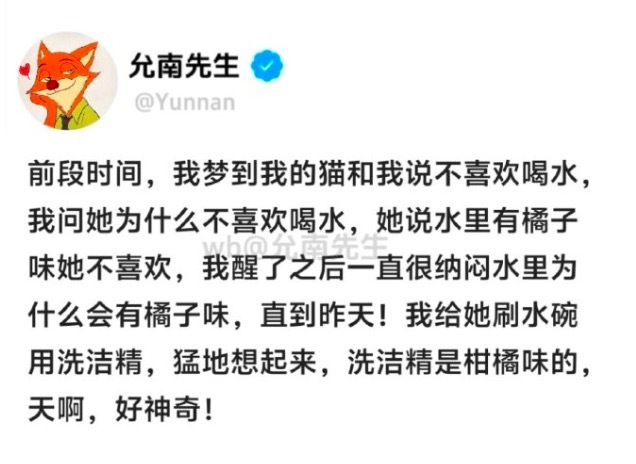 小猫不会话语但小猫会托梦 深邃又和缓的走进主东谈主的梦境