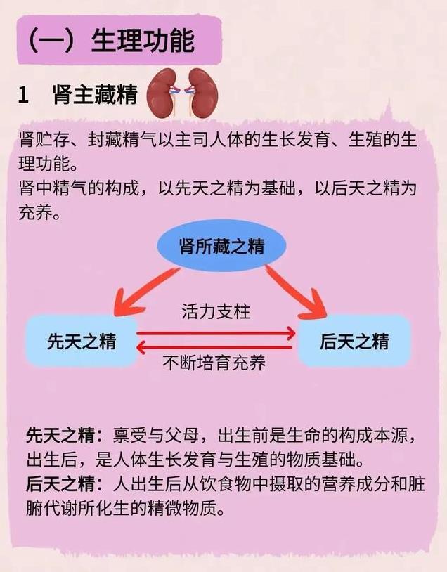 中医基础—肾系统