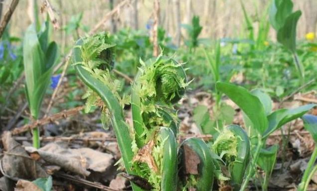 东北野菜大揭秘！这些鲜香野菜你知道多少？快来看看经典做法！
