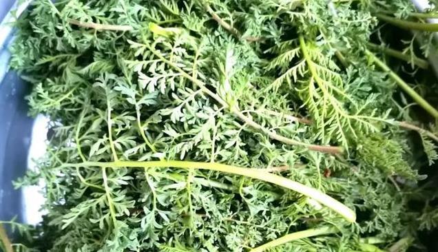 春天最强野菜来袭！麦蒿“野菜皇后”清热养肝健胃，春季必吃！