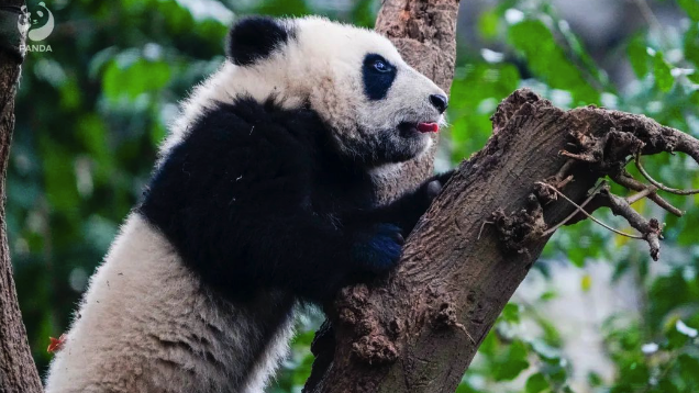 熊猫基地通报：两名未成年人被严重警告