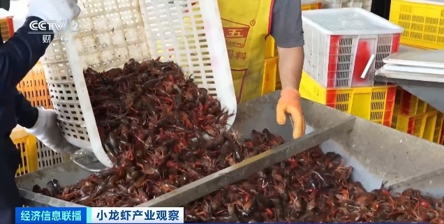 小龍蝦價格腰斬還會再降 旺季銷量激增