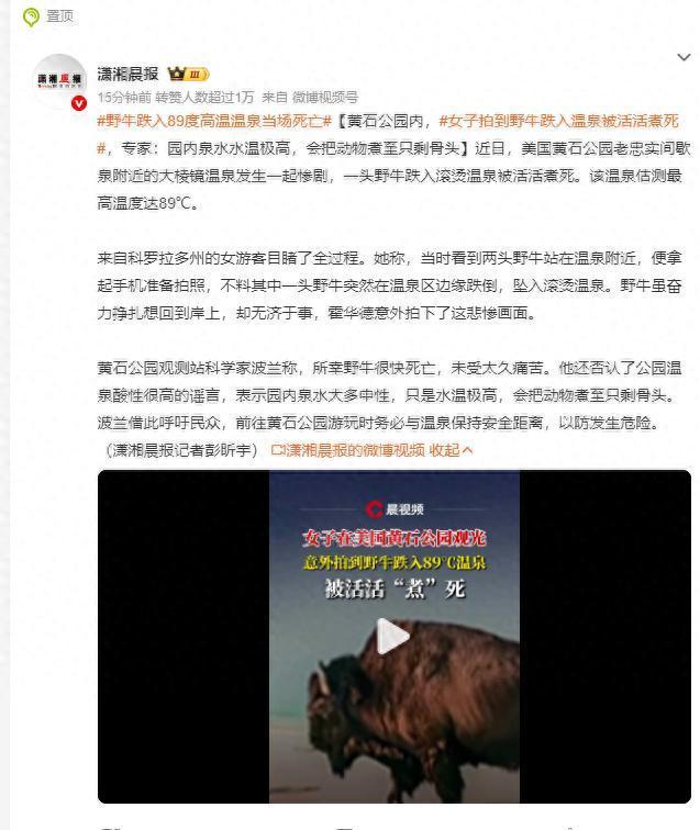 女子拍到野牛跌入温泉被煮死 悲剧提醒游客注意安全