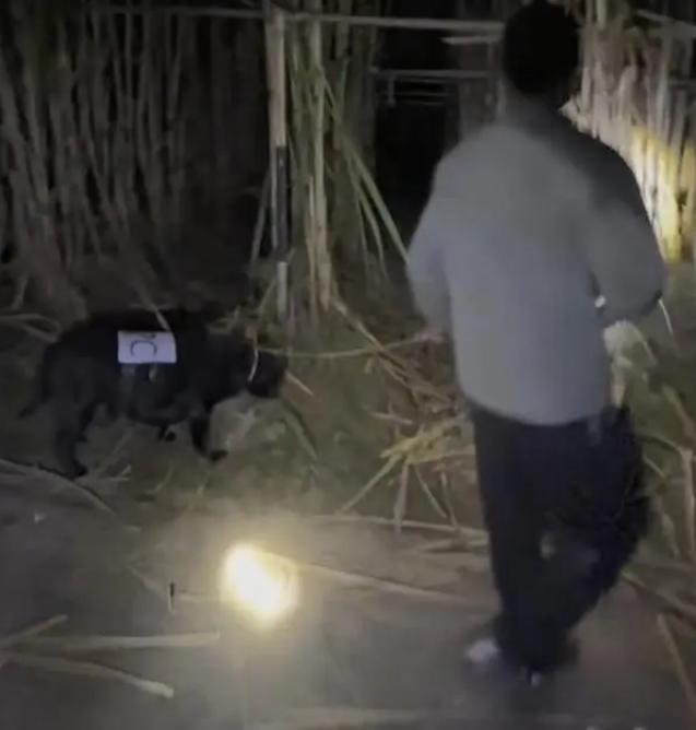 9.9元偷甘蔗老板日入近万 创意活动引爆客流