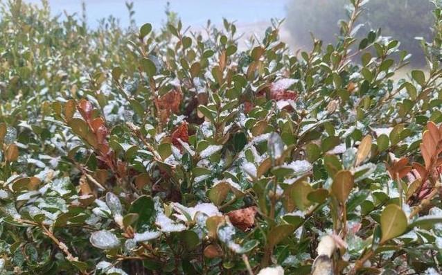 济南下雪啦！寒潮黄色预警生效中，明日最低气温-6℃！山东多地将迎今冬初雪