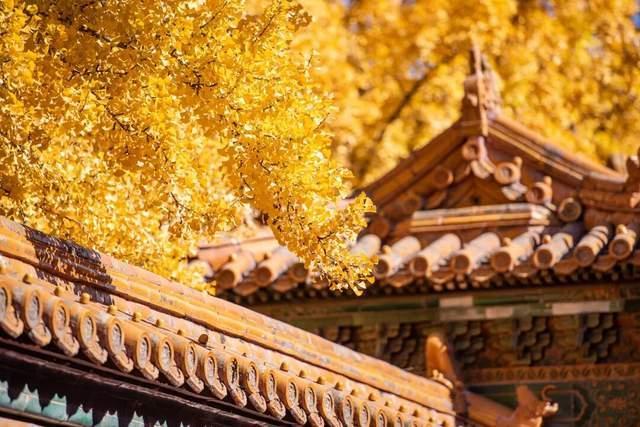 百年一遇“晚重阳”上线！这些玄机你知道吗？