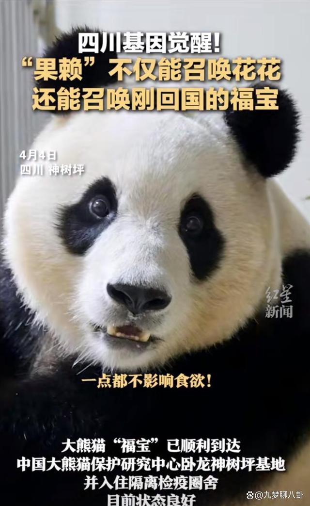 福寶四川基因覺醒！"果賴"是川渝寶寶們的神奇召喚術