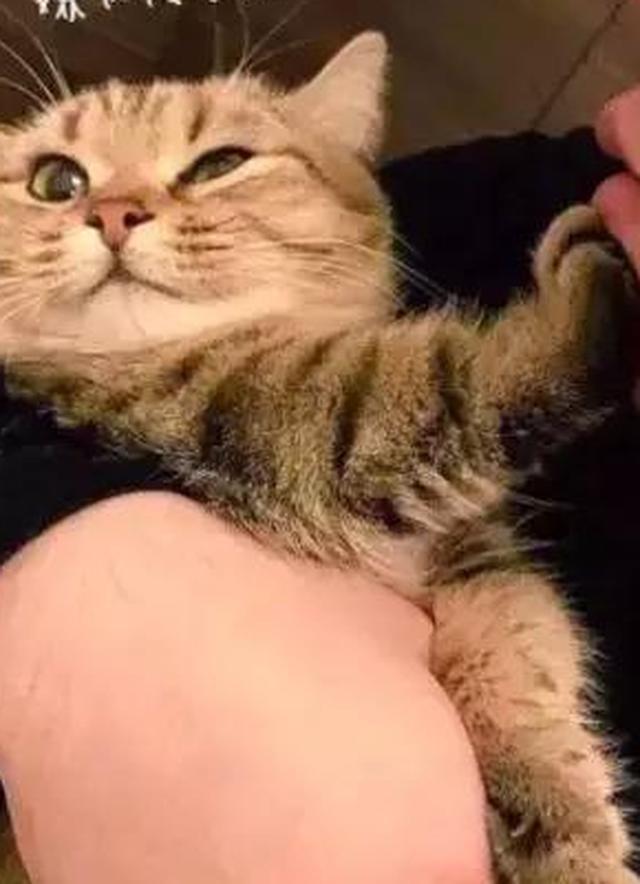 杭州女子：洗澡后猫对我做出埋屎动作 猫咪的特殊表达方式