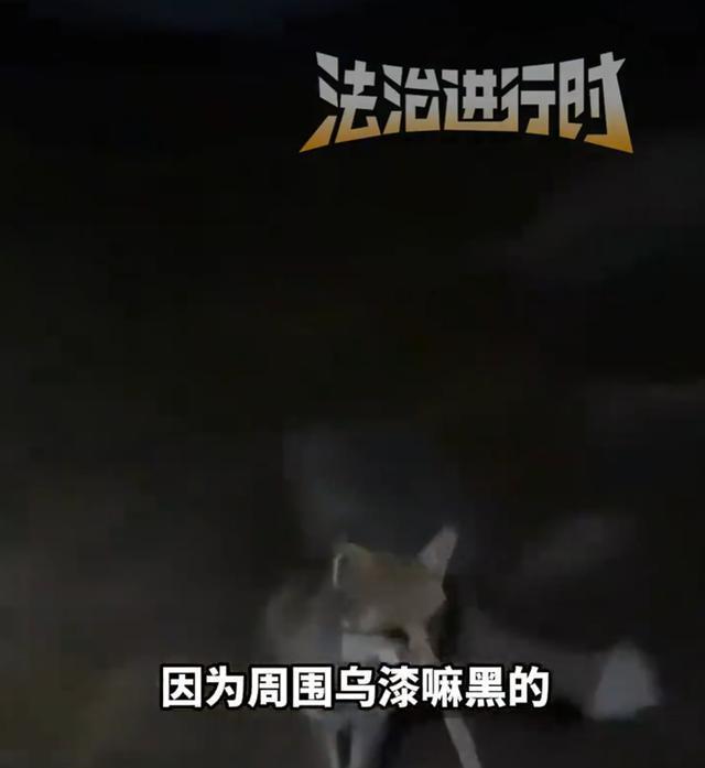 男子五台山摸黑下山 偶遇狐狸带路 温暖相伴至终点