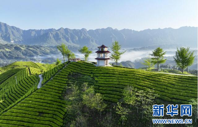 湖北鹤峰茶俏销海外
