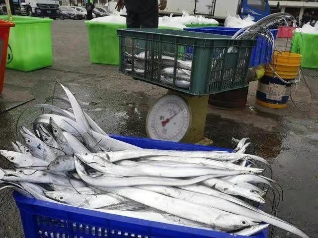 台湾白带鱼百分百销往大陆