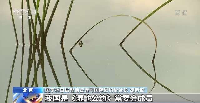 我国64处国际重要湿地保护取得显著成效 湿地调查监测体系初步形成_行业资讯_第7张_百科参考网 我国64处国际重要湿地保护取得显著成效 湿地调查监测体系初步形成_https://www.whai.cc_行业资讯_第7张