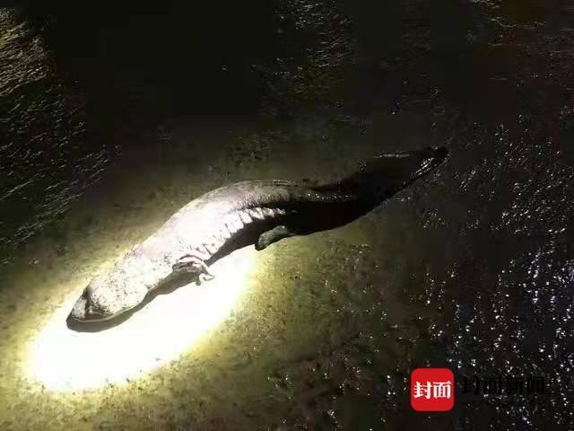 四川会东主城区河里发现6斤重野生娃娃鱼