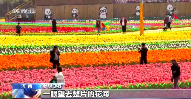 去哪“赏花踏青”更有“氛围感”