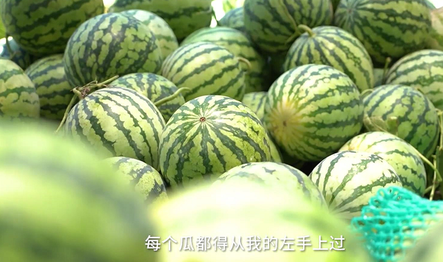 验瓜师月入3万:3秒挑一个西瓜