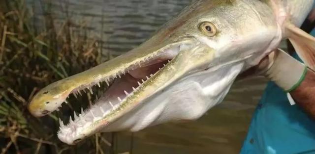 水中杀手鳄雀鳝有多可怕一条吃掉整湖鱼还会咬人2