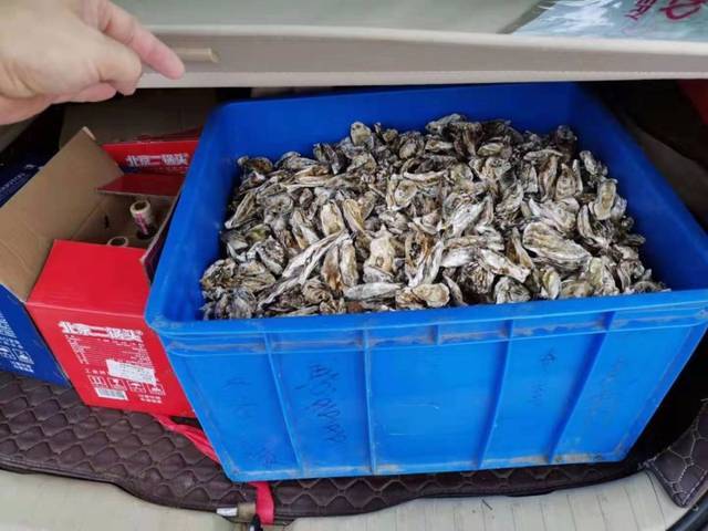 台风给青岛海滩吹来大量海鲜 专家提醒：注意卫生