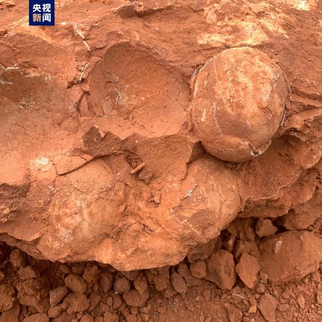 江西武宁发现恐龙蛋化石 距今约7000万年