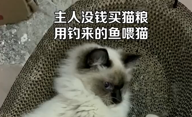 主人用钓到的淡水生鱼喂猫遭质疑：有寄生虫吃了会生病
