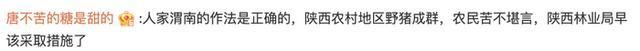 野猪泛滥捕猎一头奖2500元？官方回应：要缴纳意外保险，不许下毒打枪
