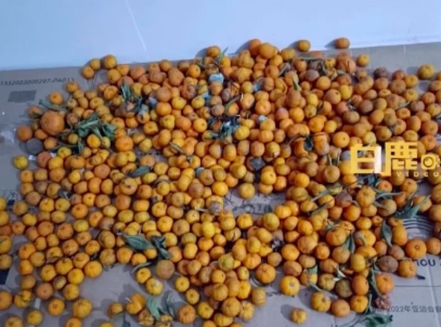 感动！妈妈买900斤橘子等女儿回家过年，包了一个果园吃不完还可以分发